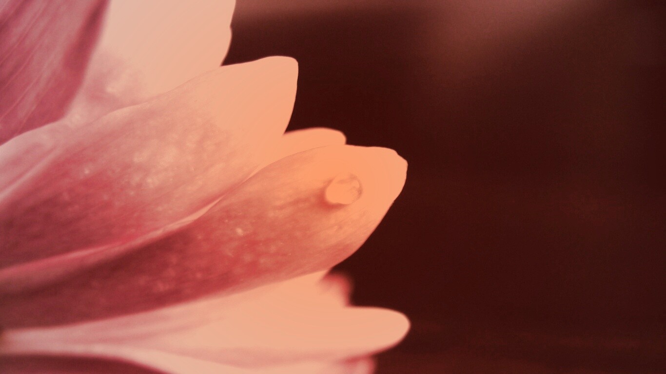 Капля на лепестке обои