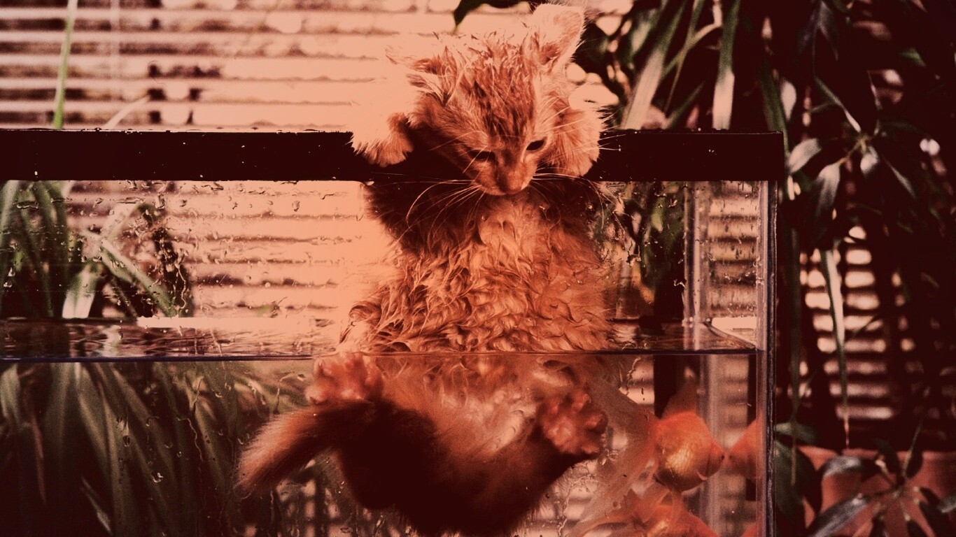 Мокрая киска обои