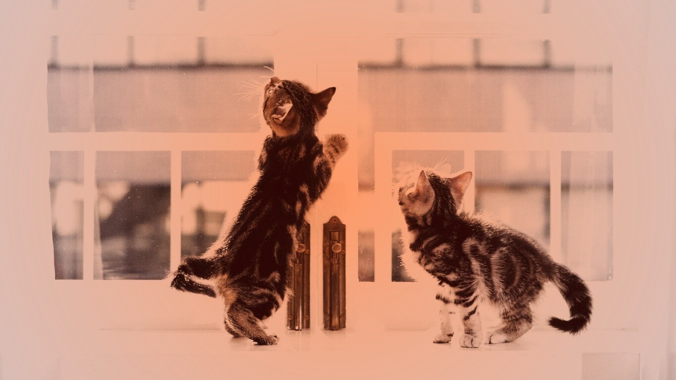 Котята у окна обои