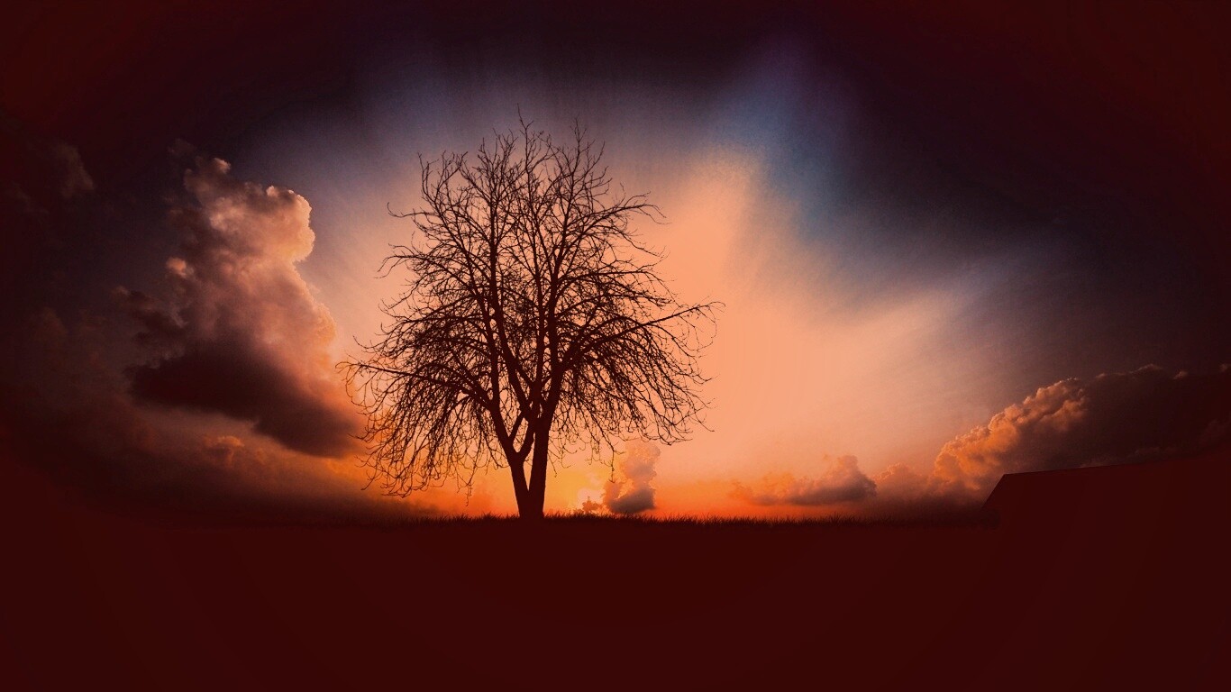 Дерево на закате обои