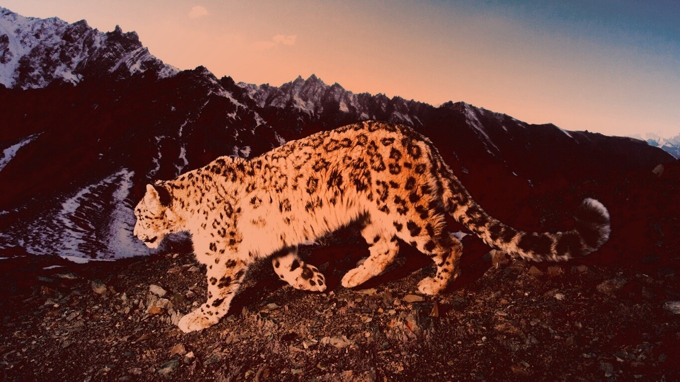 Леопард обои