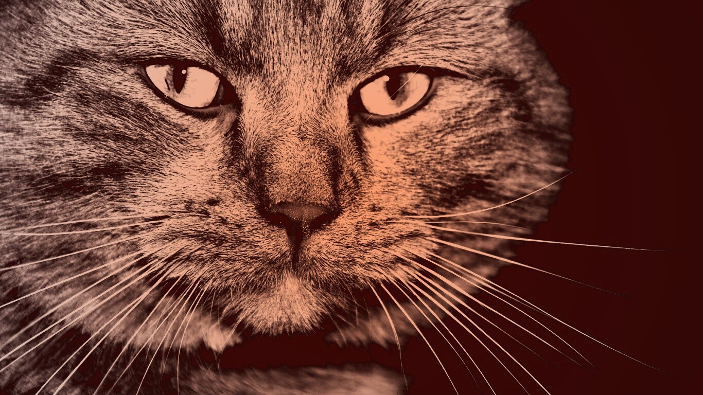 Мудрый кот обои