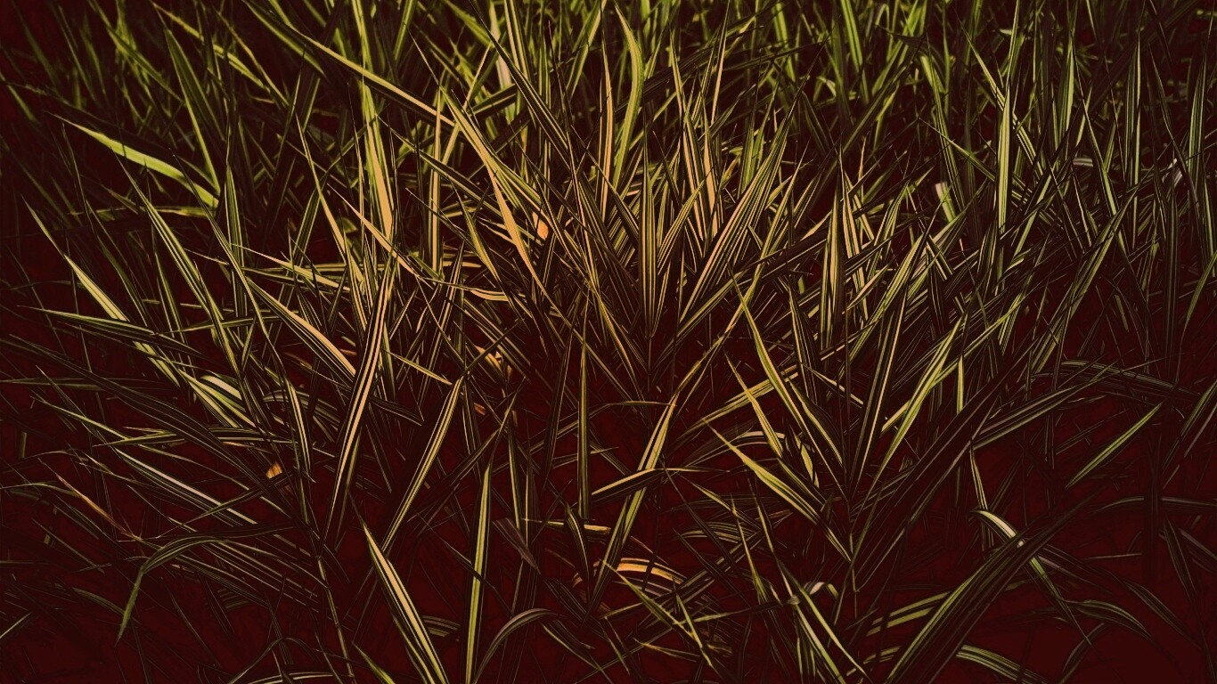 Дикая трава обои