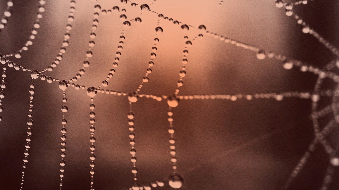 Капли на паутине обои