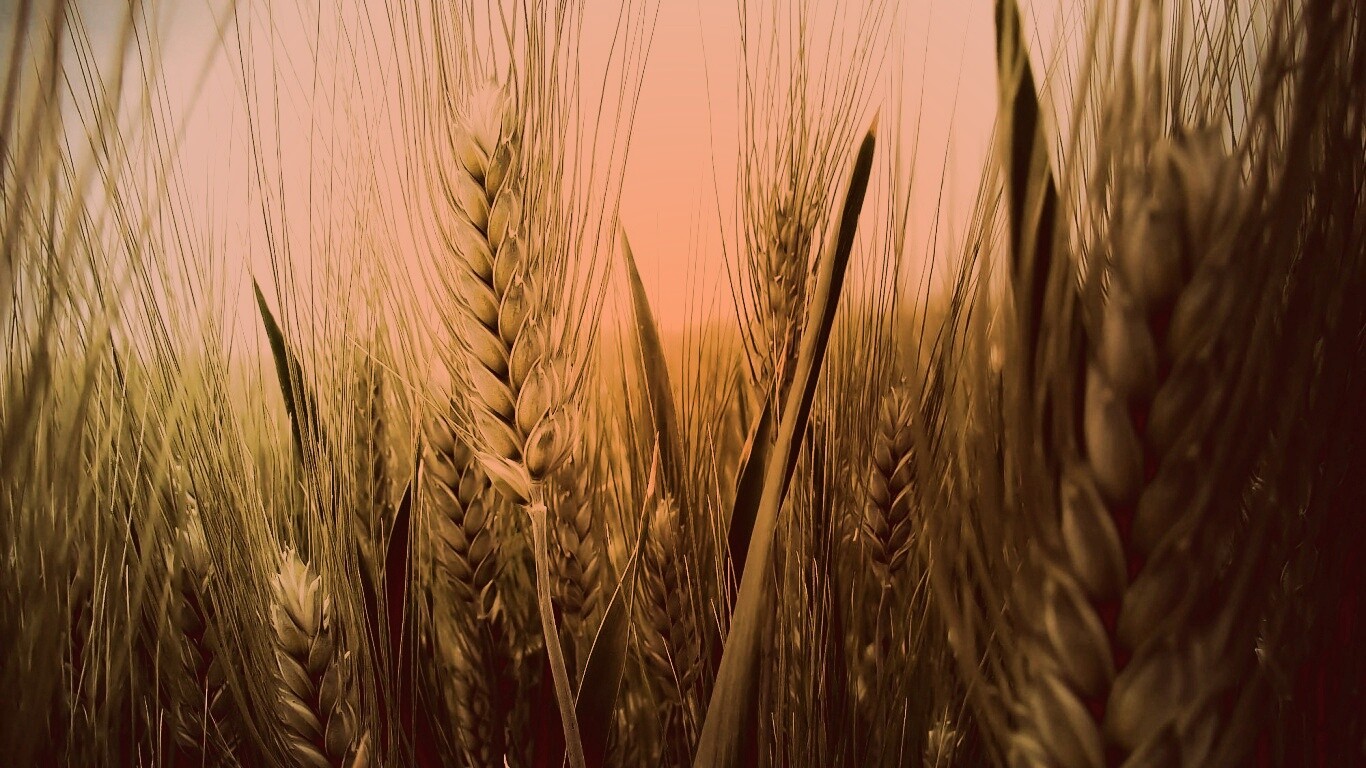 Подрастающая рожь обои