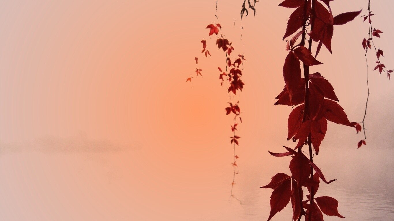 Ветви красного дерева обои