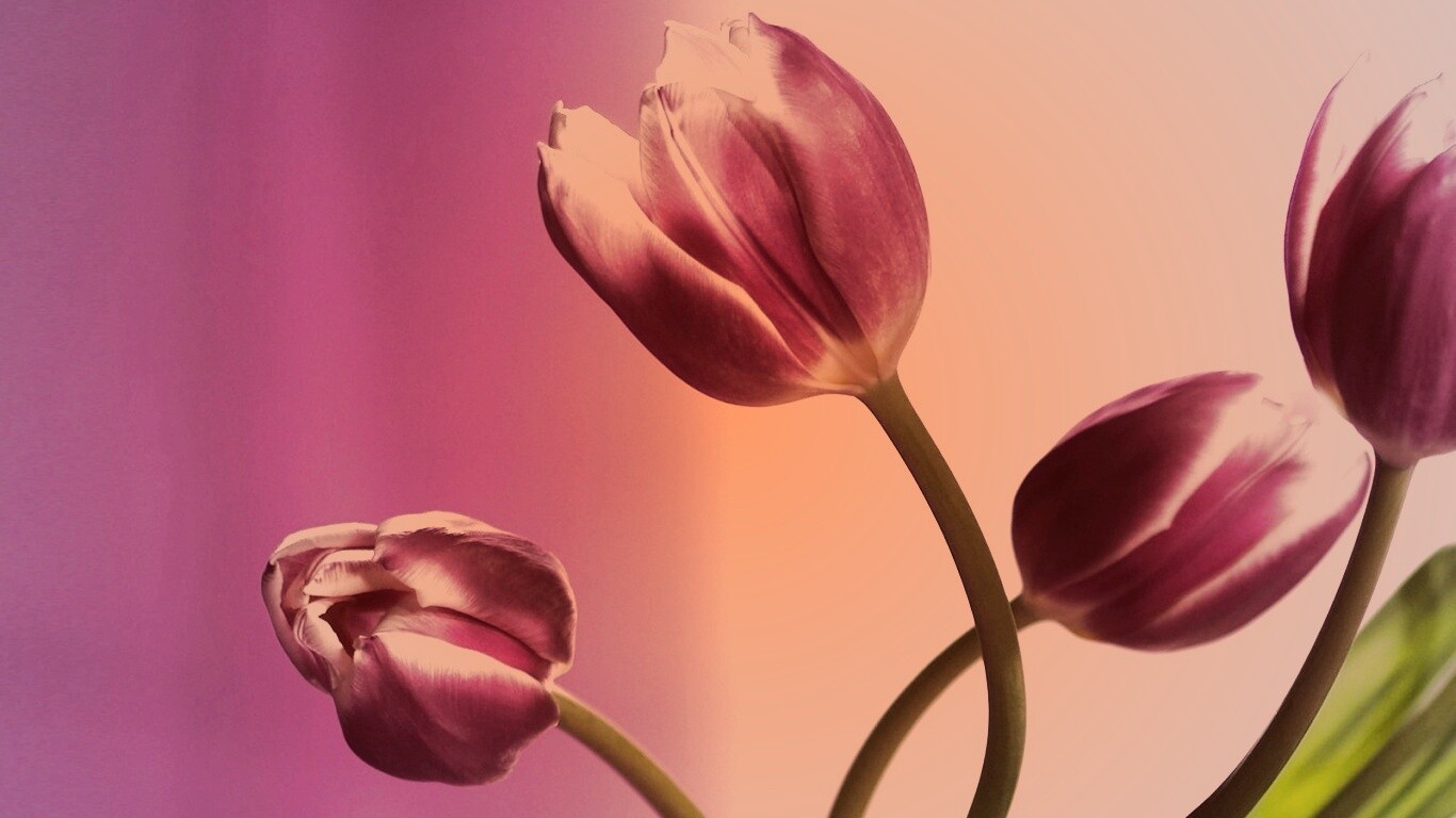 Сиреневые цветы обои