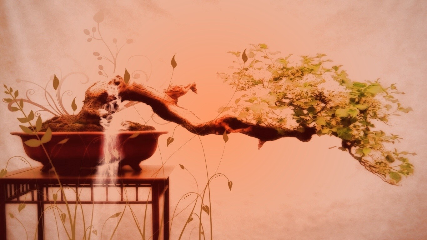 Карликовое дерево обои