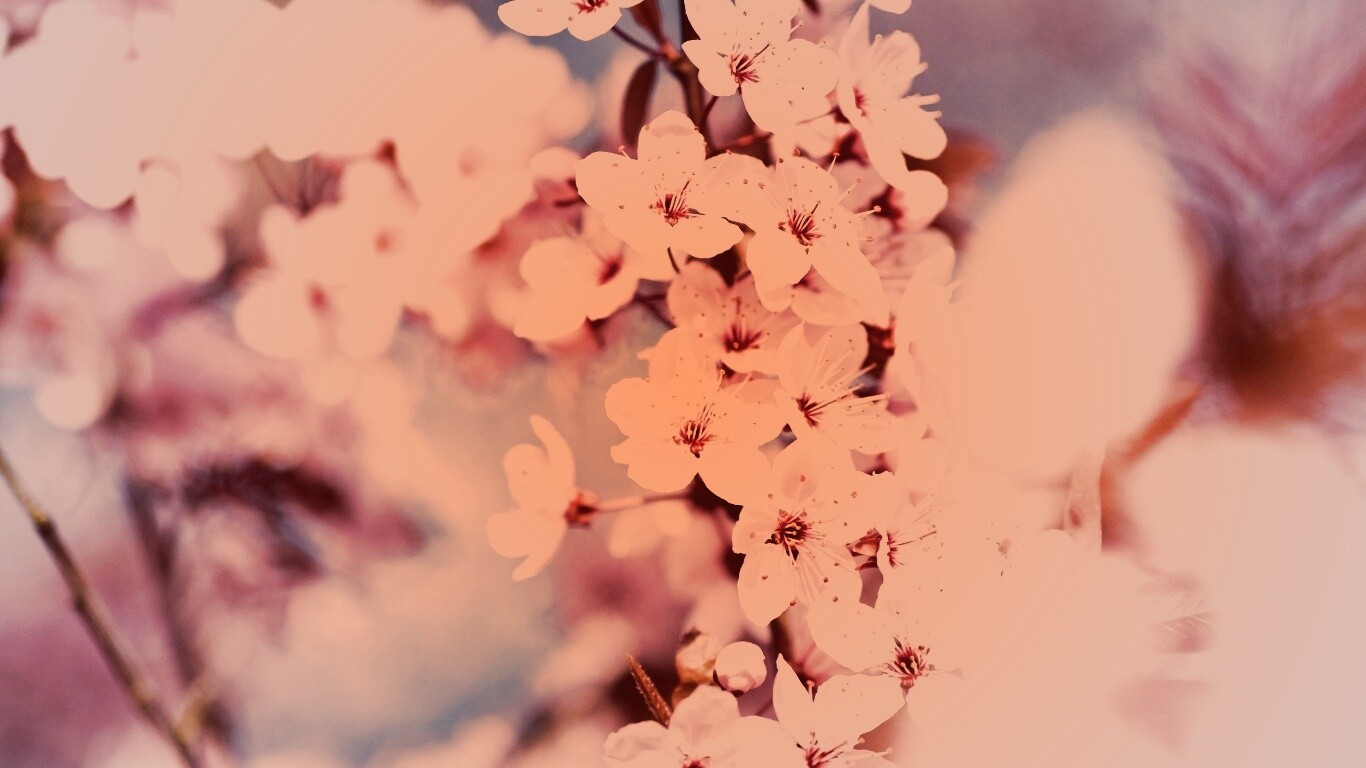 Цветение вишни обои