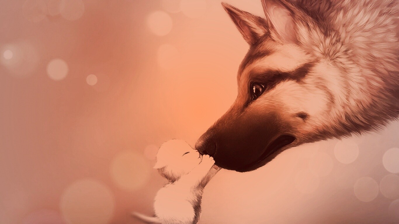 Овчарка и котенок обои