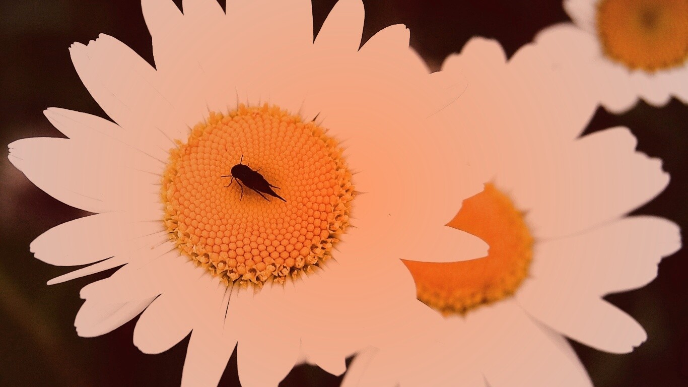 Ромашки обои