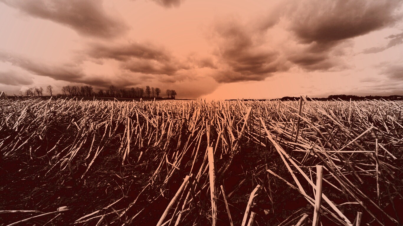 Убранное поле обои