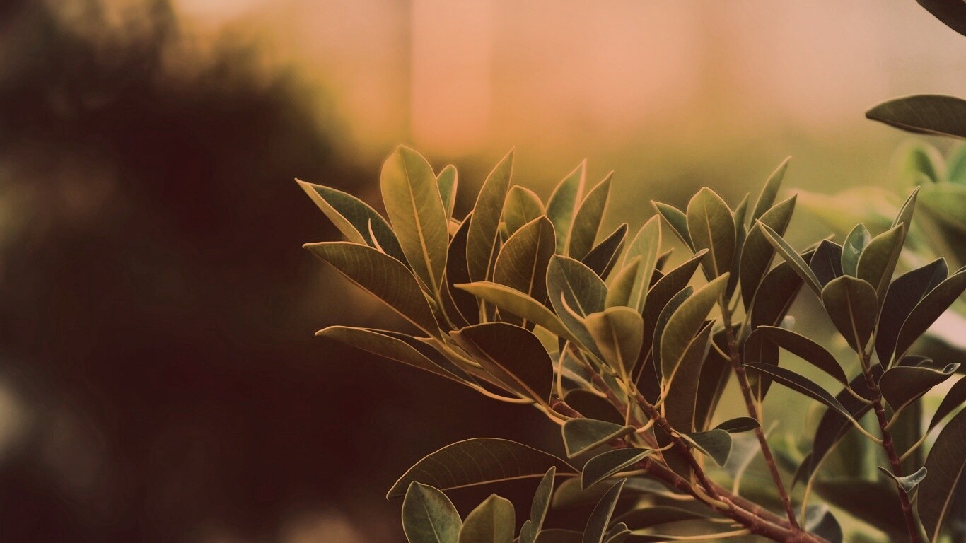 Листья обои