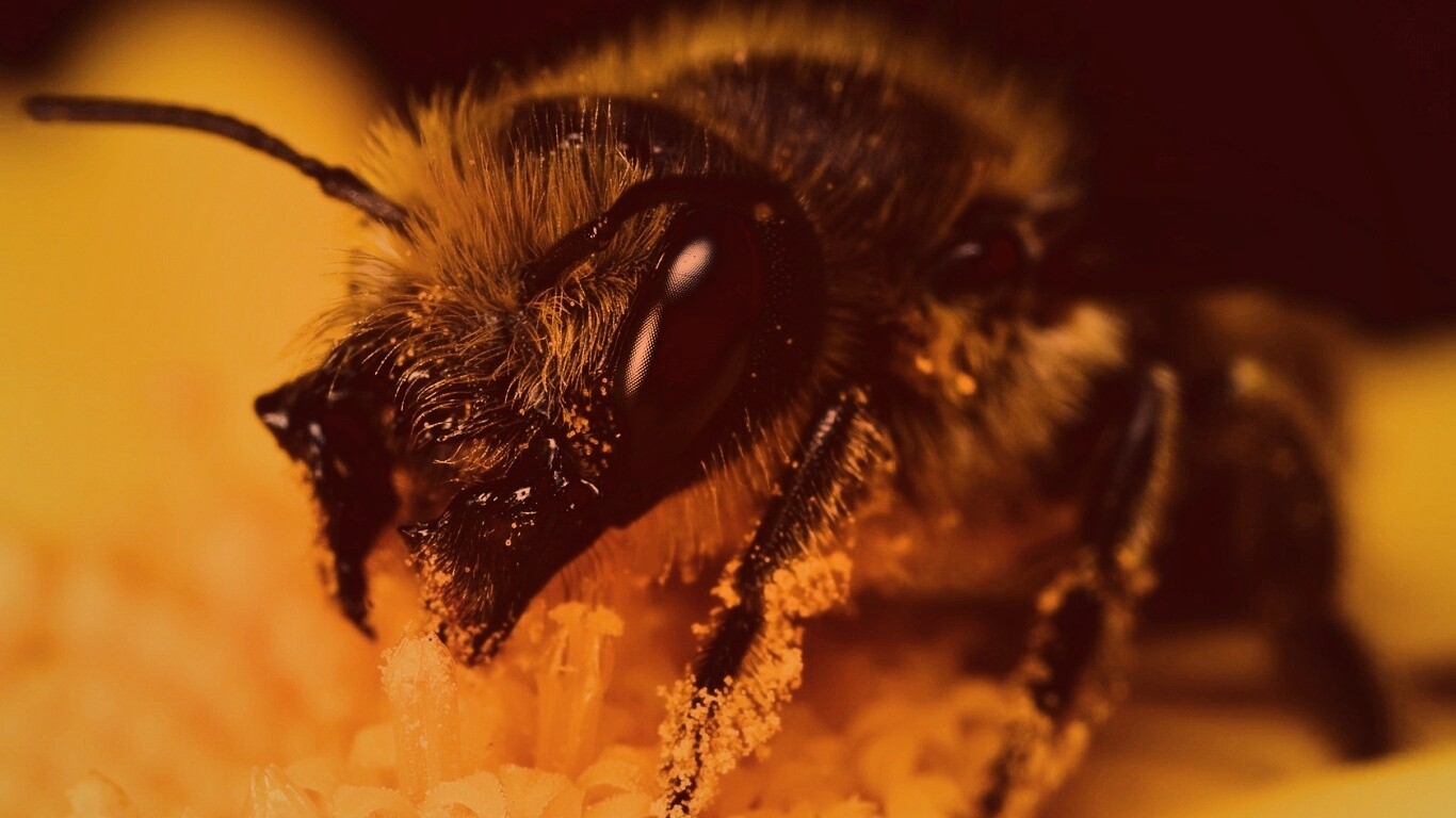 Пчела крупным планом обои