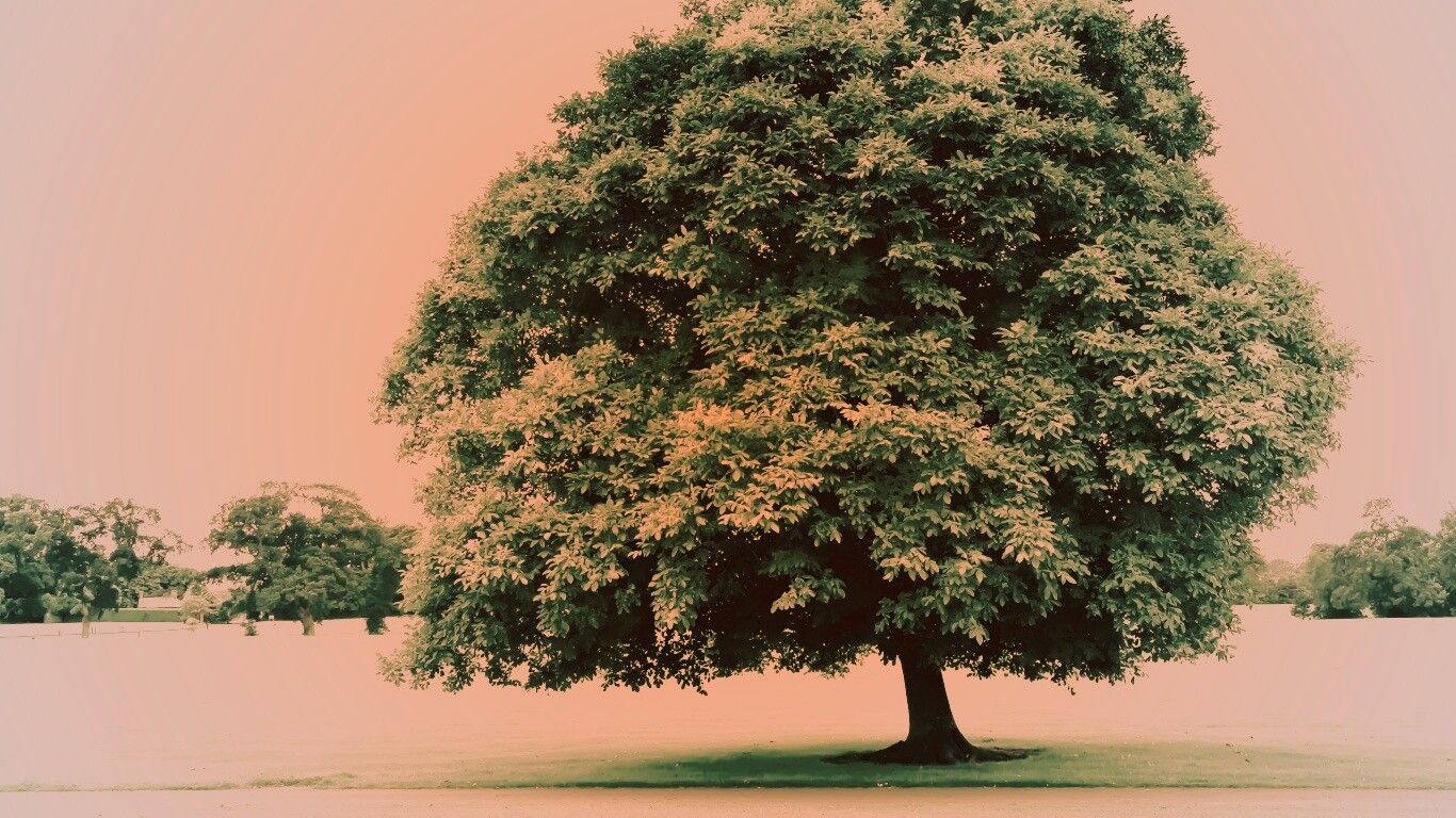 Зеленое ирландское дерево обои