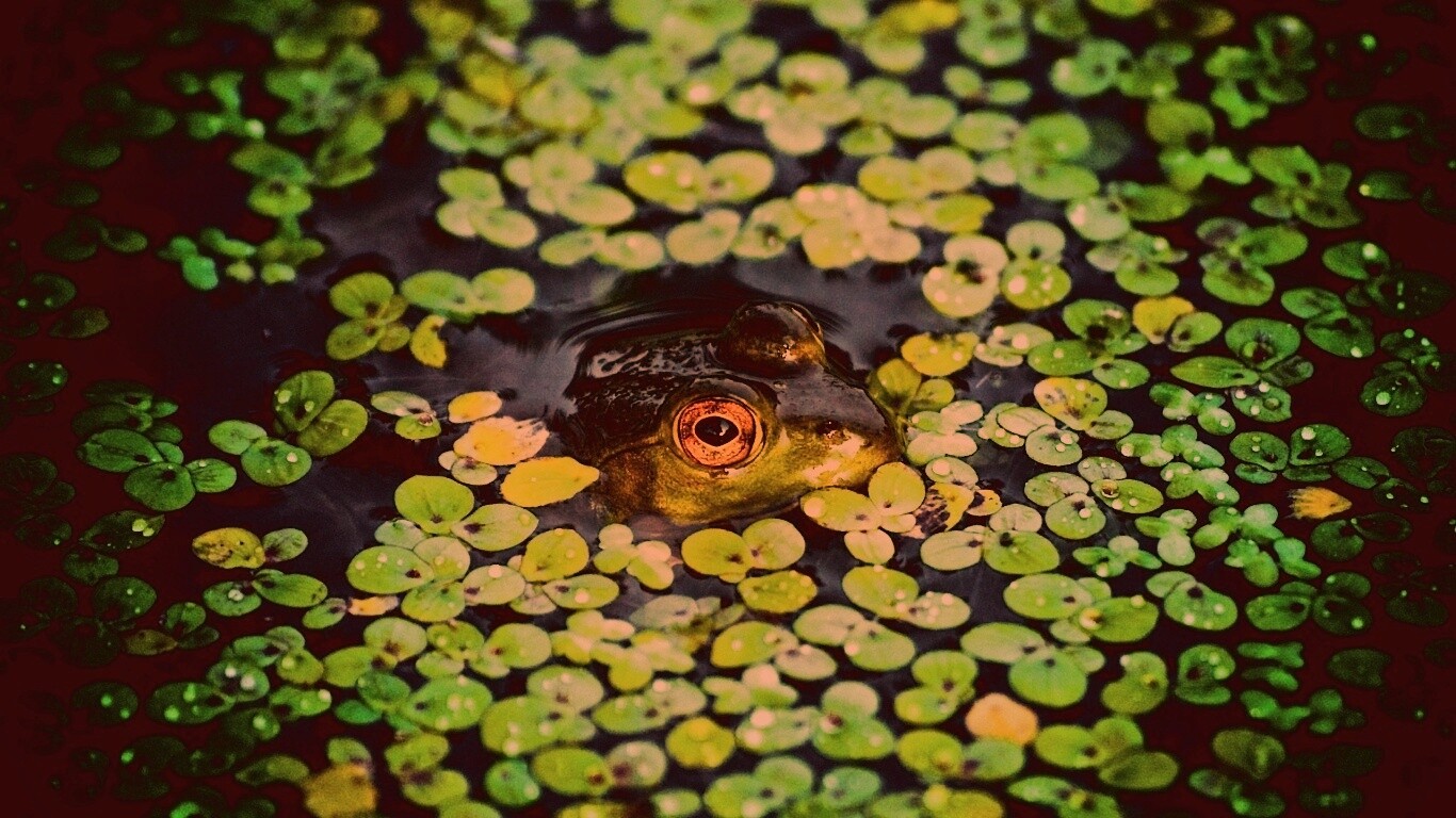 Маленькая лягушка обои
