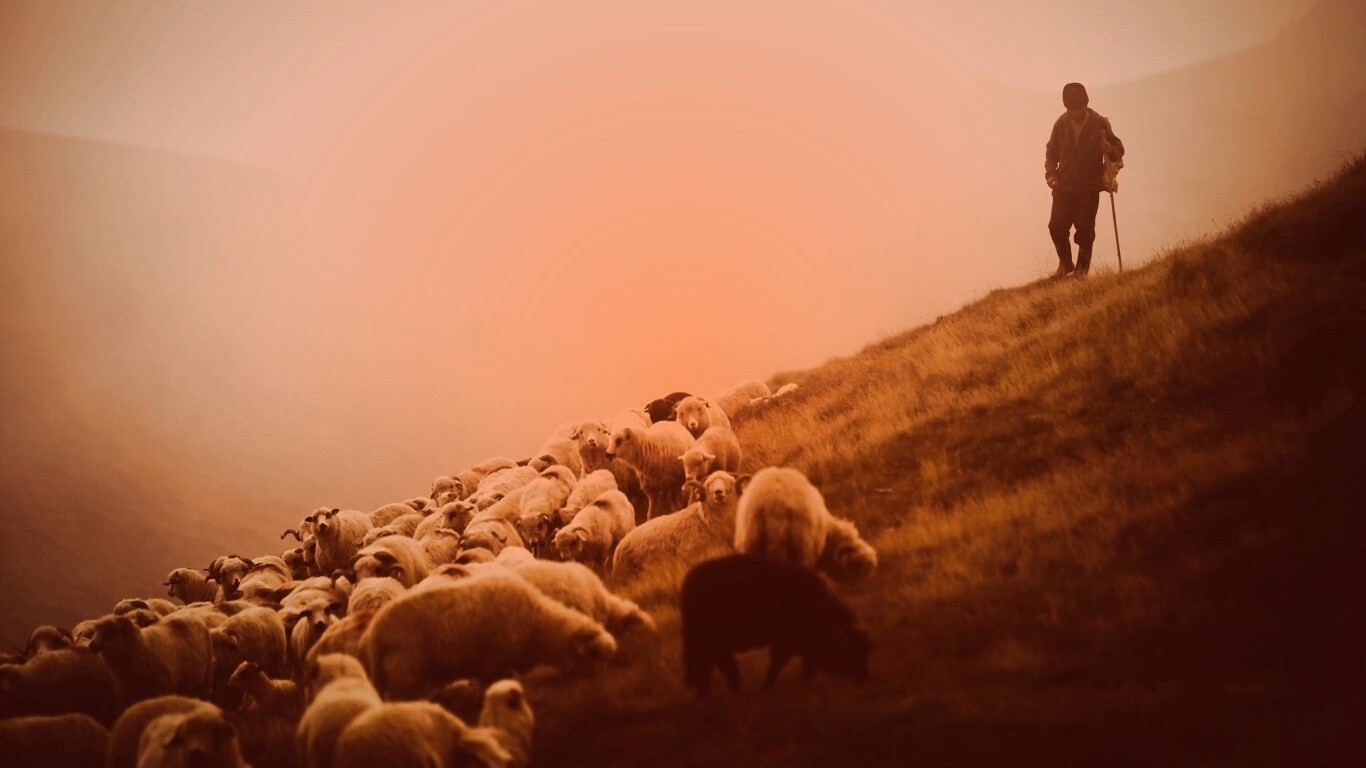 Пастух и стадо обои