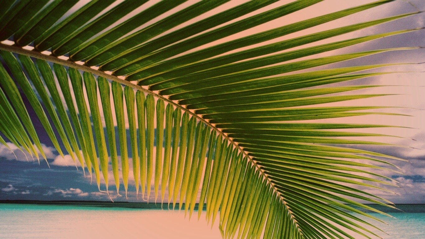 Пальмовый лист обои