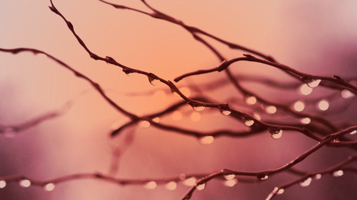 Капли на ветке обои