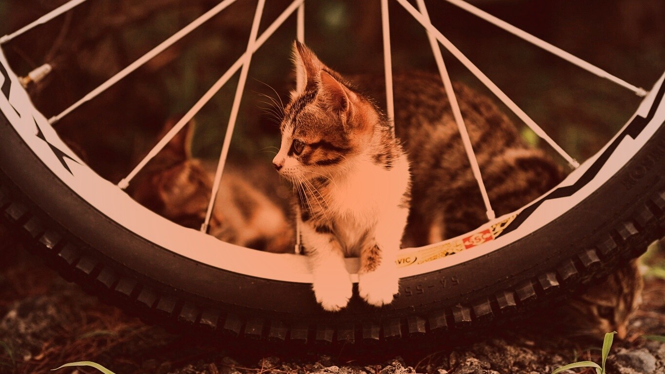 Маленький котенок обои