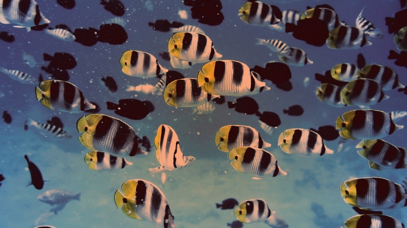 Косяк тропических рыбок обои