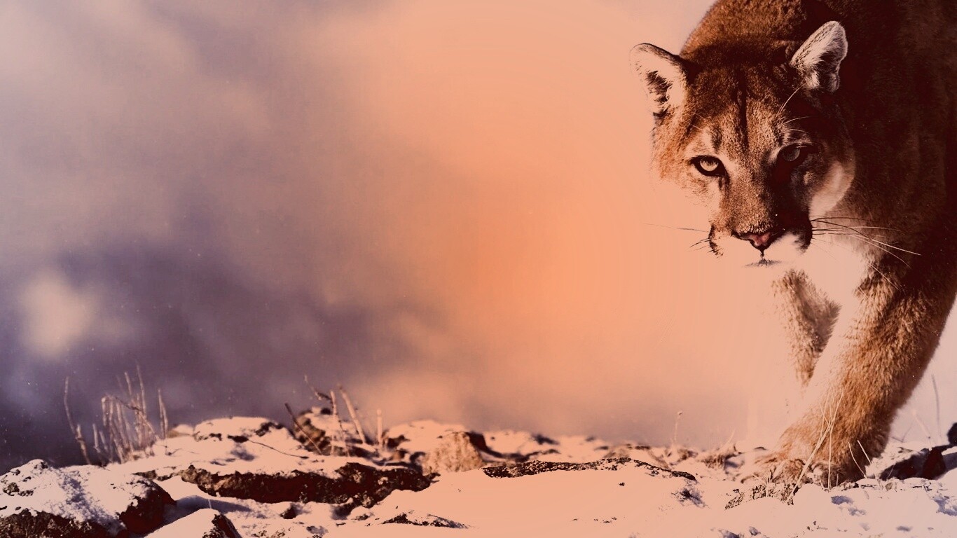 Пума с грозным взглядом обои