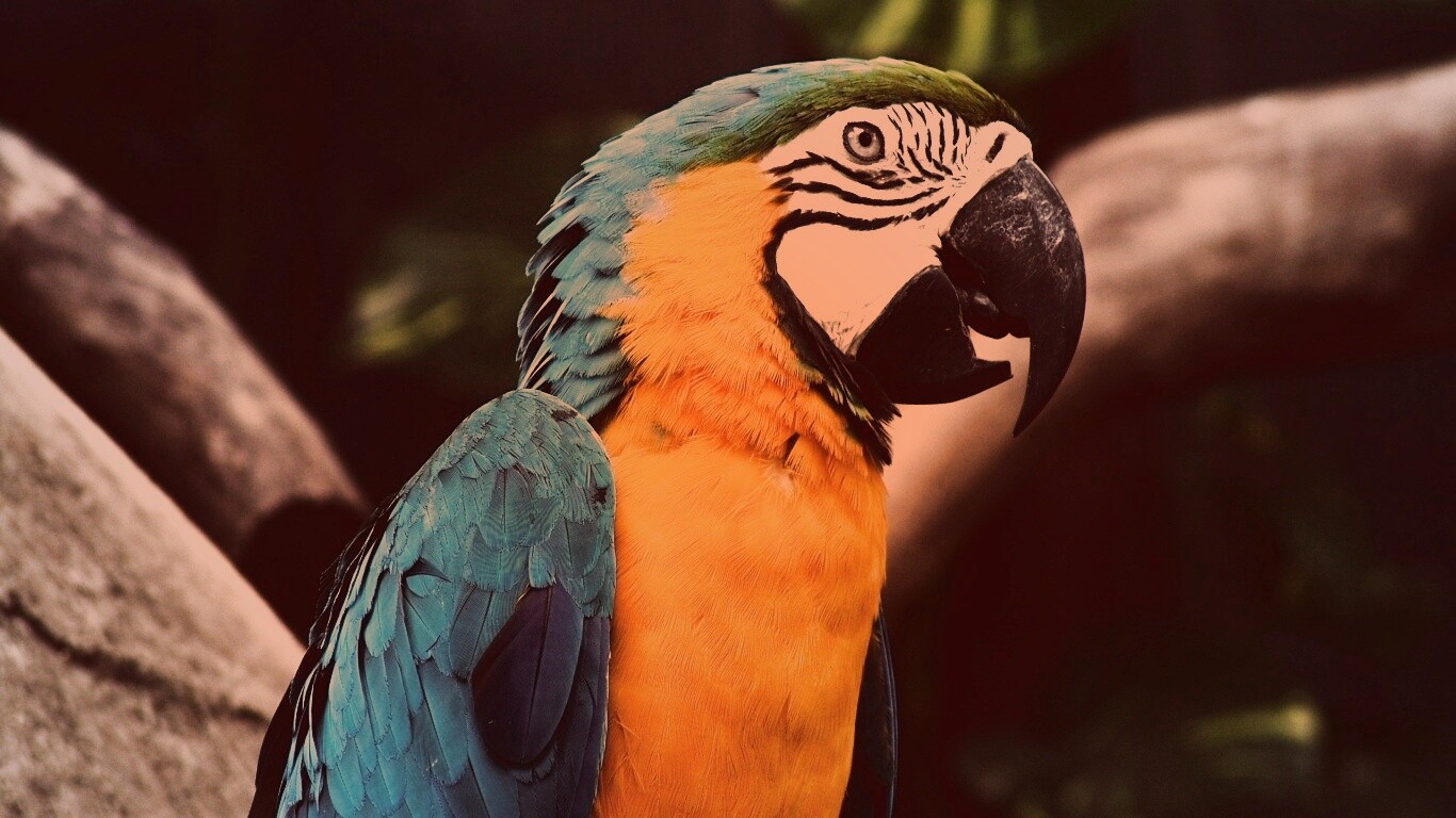Разноцветынй попугай обои