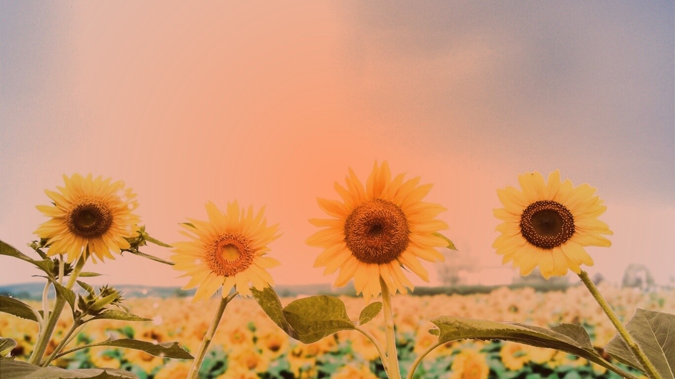 Подсолнухи не смотрят на солнце обои