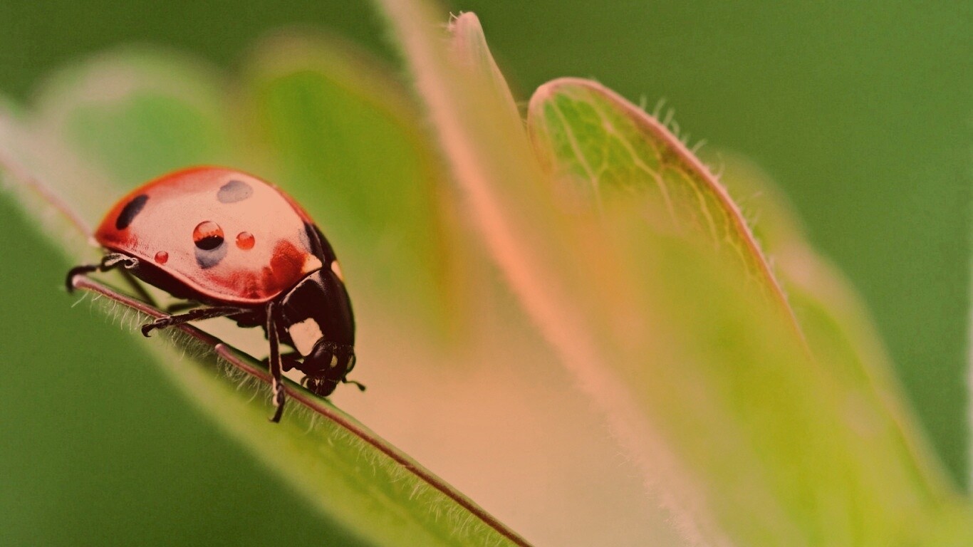 Божья коровка обои