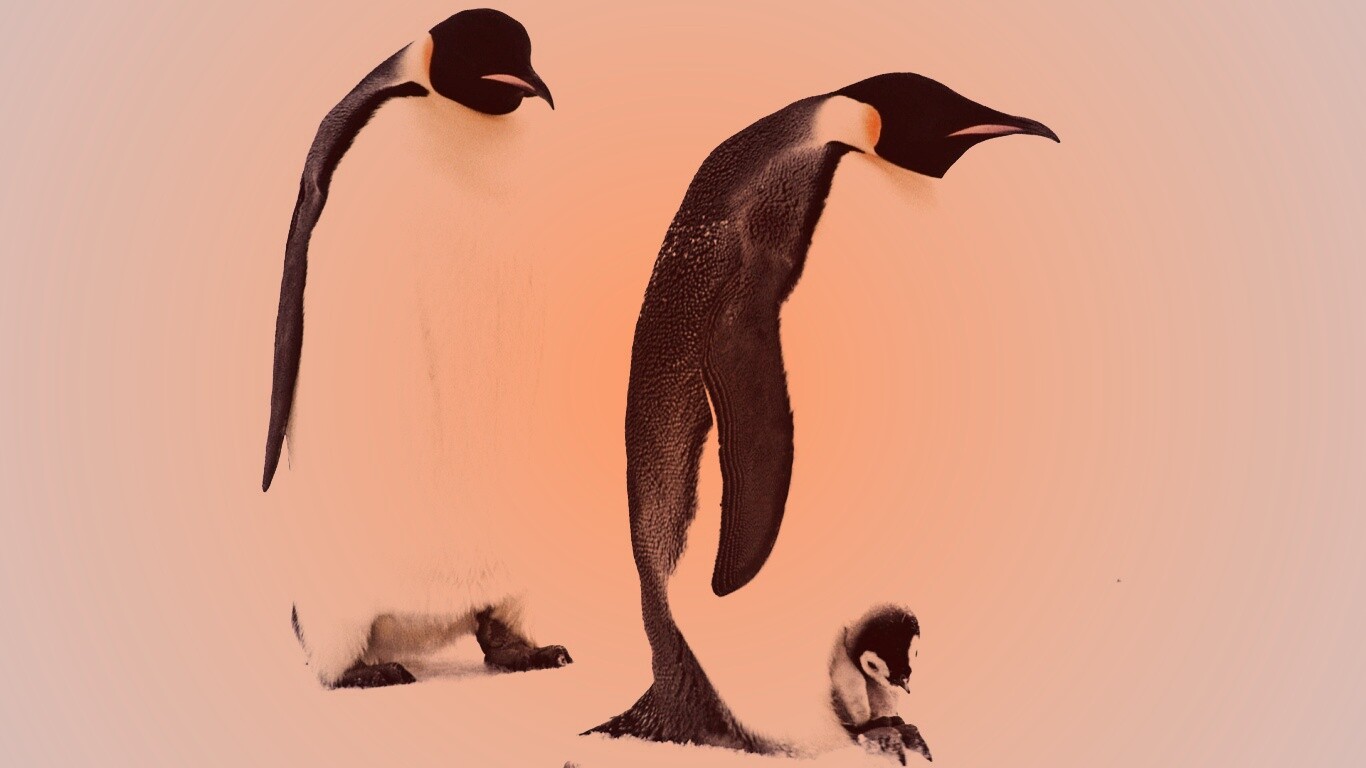 Семья пингвинов обои
