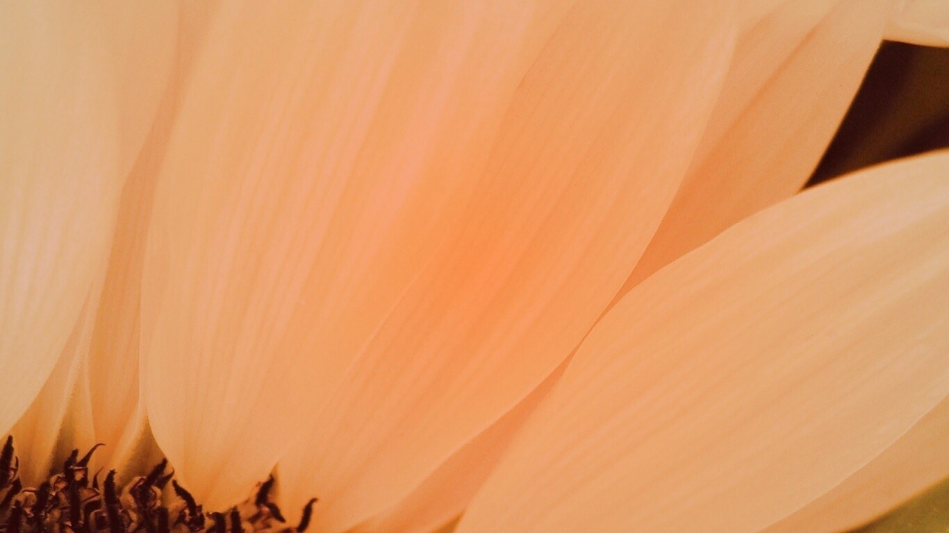 Жёлтый цветок обои