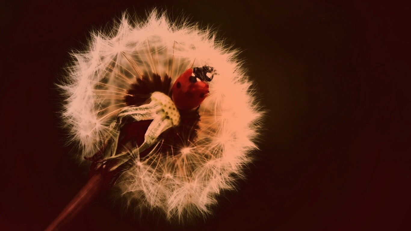 Божья коровка на одуванчике обои