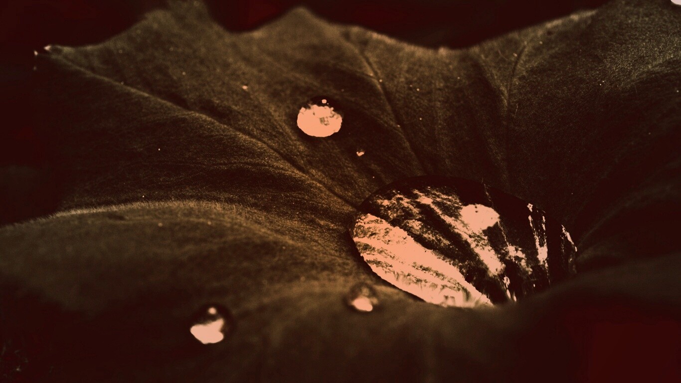 Капля в листе обои