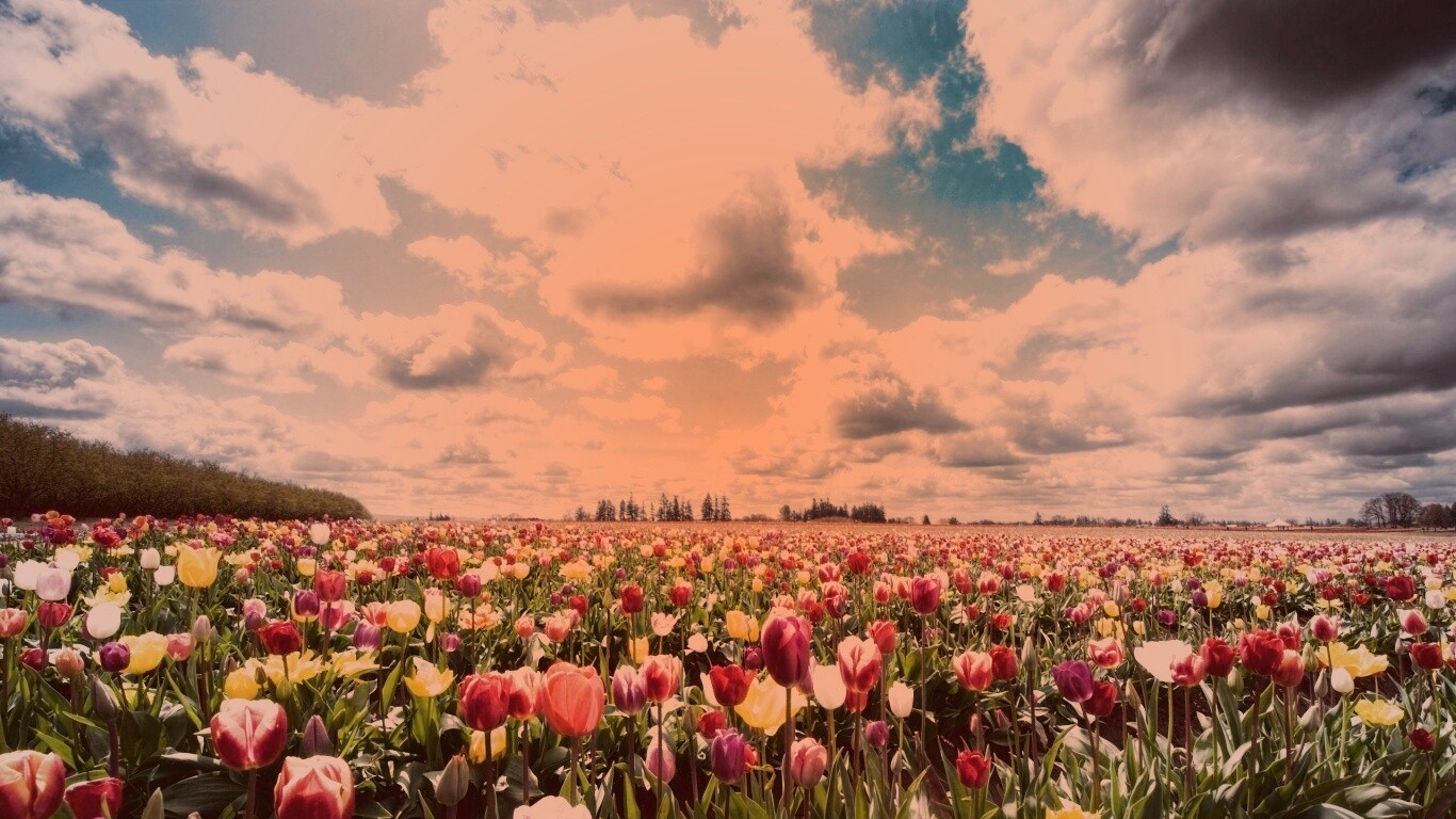 Поле тюльпанов обои