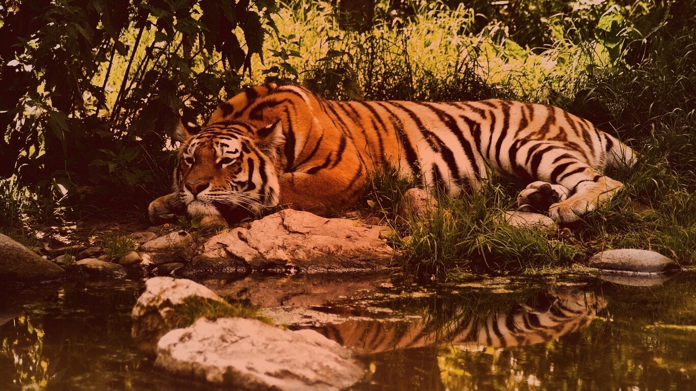 Тигр отдыхает обои