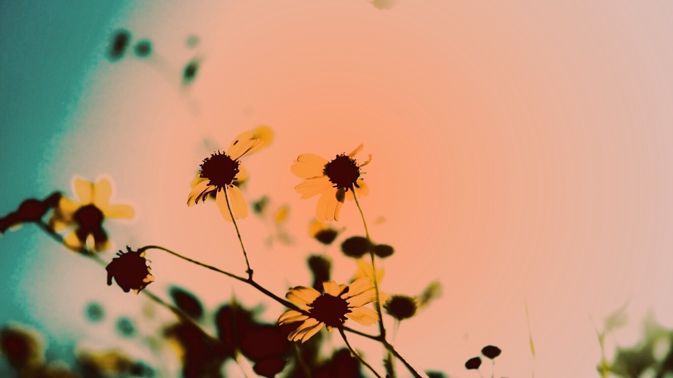 Жёлтые цветочки обои