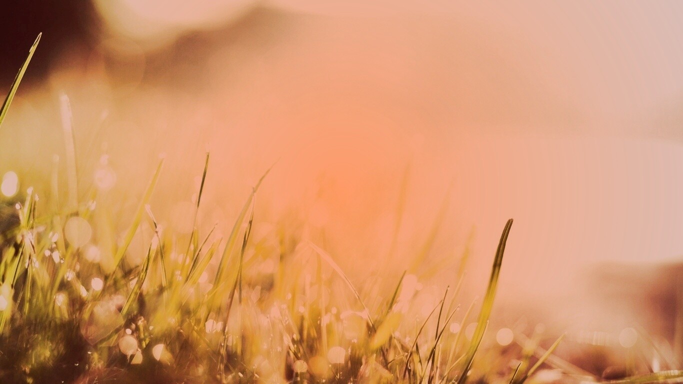 Красивая сочная трава обои