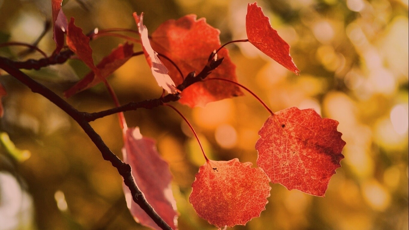 Красные листья обои