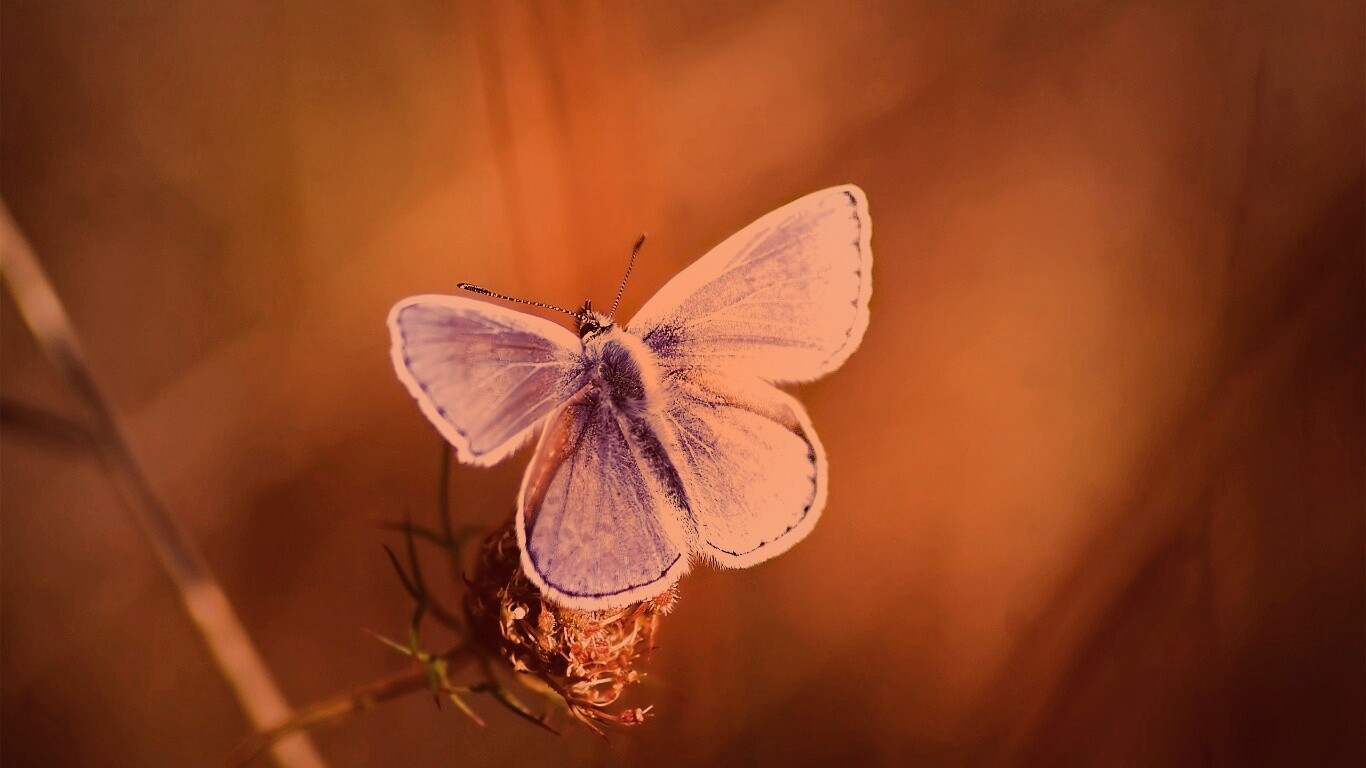Бабочка с фиолетовыми крыльями обои