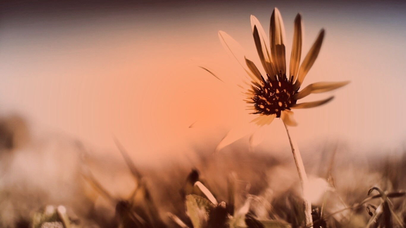Летний цветок на солнце обои