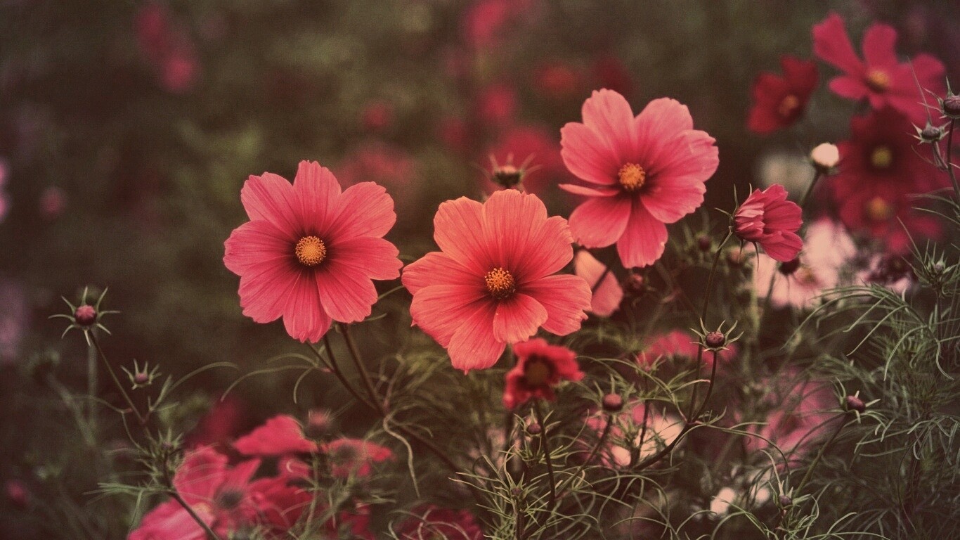 Яркие розовые цветы обои