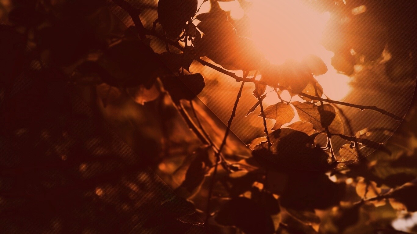 Солнце пробивается сквозь листву обои