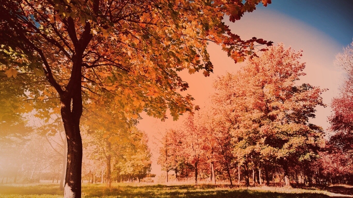 Осень в лесу обои