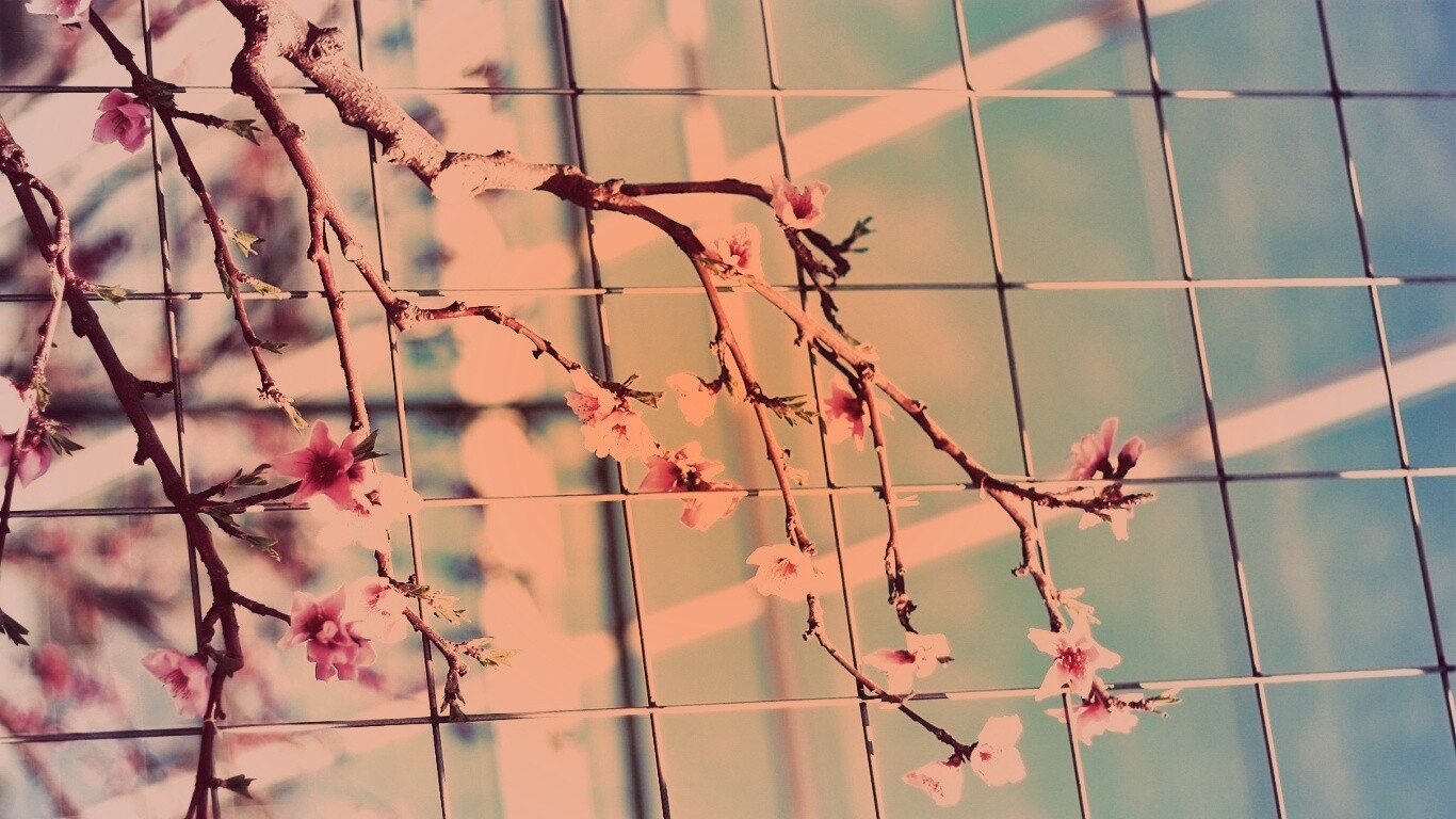 Ветка за сеткой обои