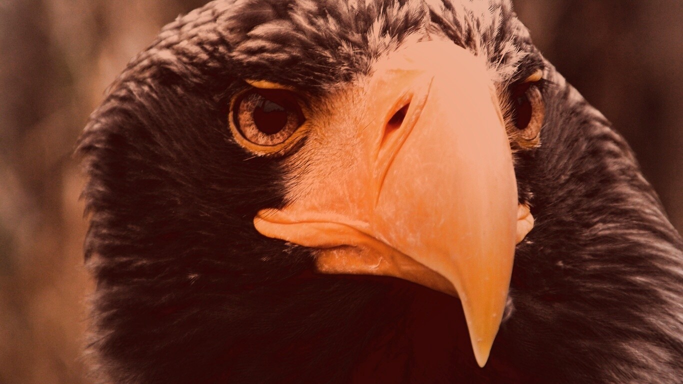 Орёл - птица гордая обои
