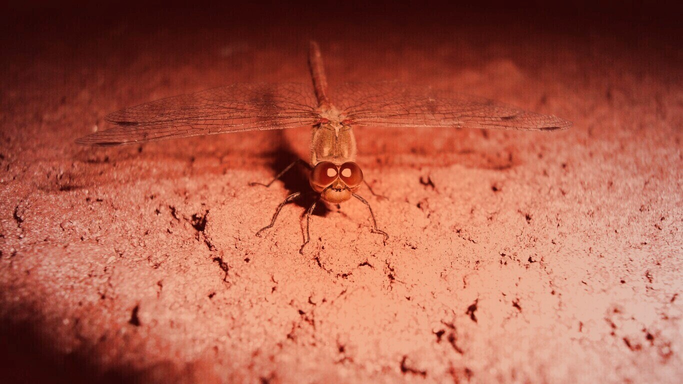 Стрекоза обои