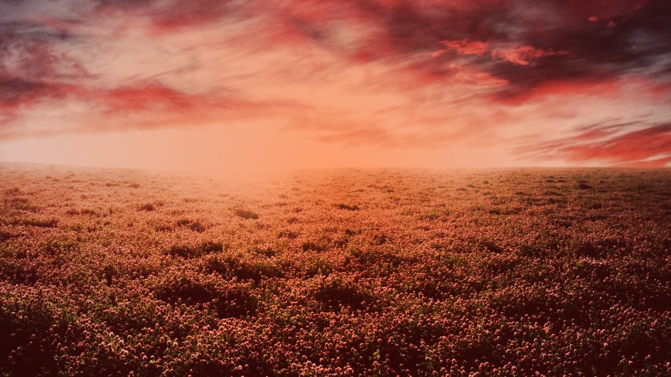 Закатное небо над цветочным полем обои