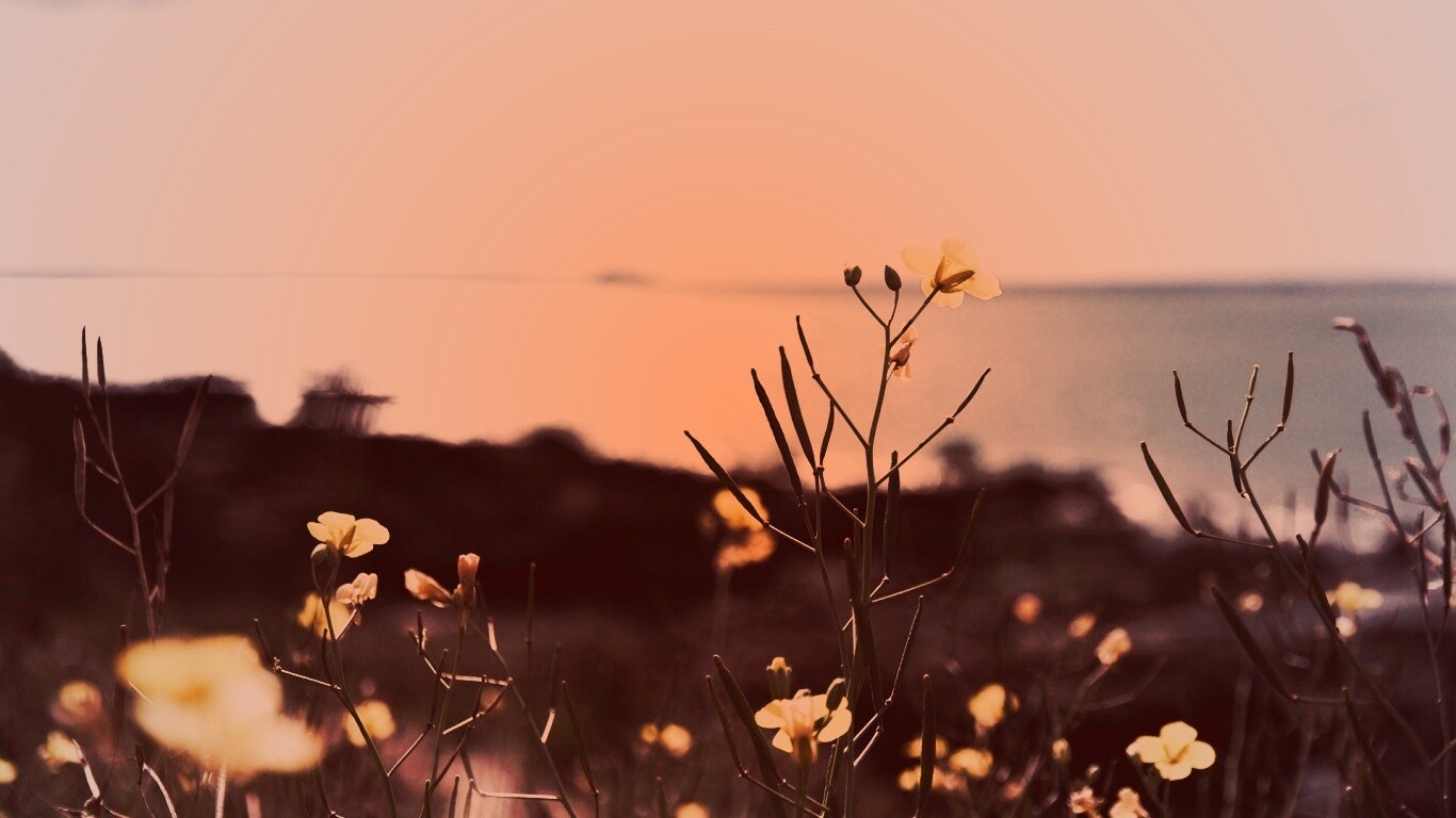 Мелкие жёлтые цветы обои