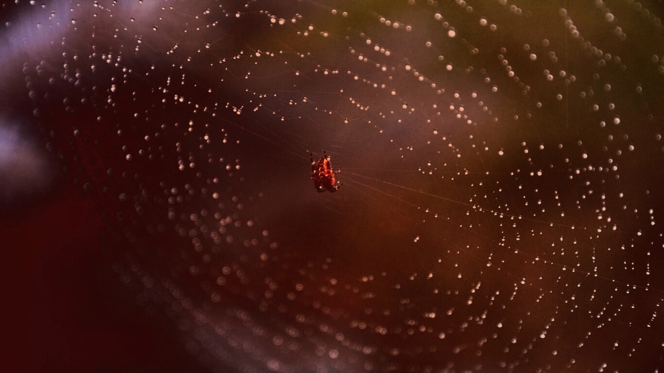 Паук на паутине обои