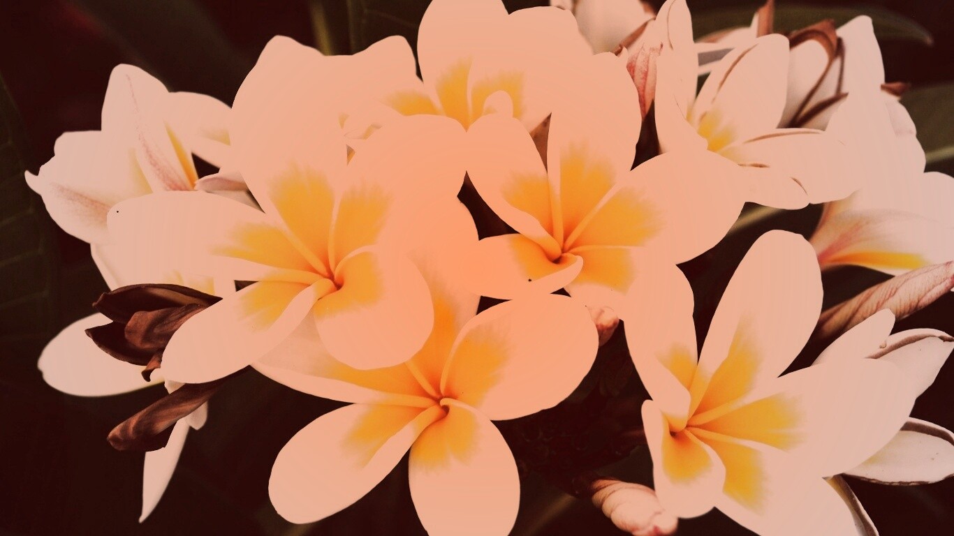 Прекрасные цветы обои